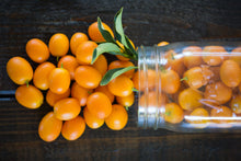 Load image into Gallery viewer, Kumquat
